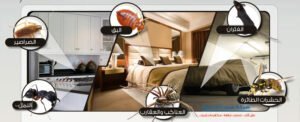 شركة مكافحة البق بجدة