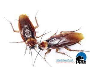 افضل شركة مكافحة صراصير بجده