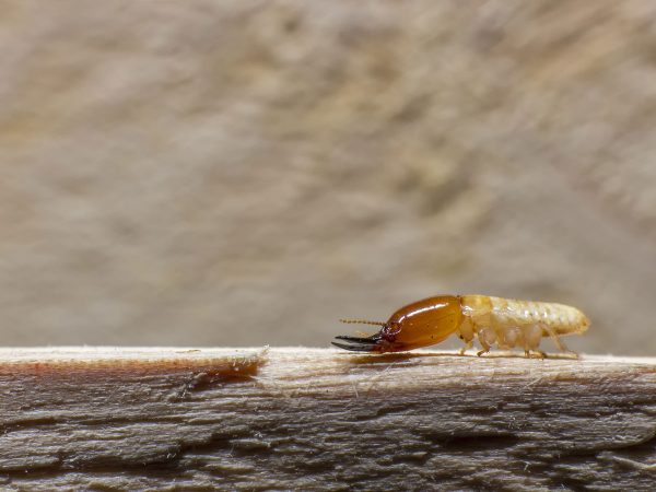 مكافحة النمل الابيض قبل البناء