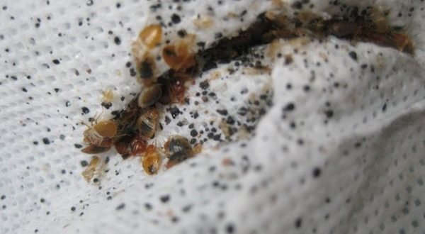    شركة-مكافحة-بق-الفراش-فى-جده2-600x330.jpg