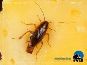 شركة مكافحة صراصير بجدة
