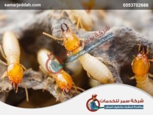 شركة مكافحة العتة برابغ