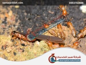 شركة مكافحة العتة برابغ