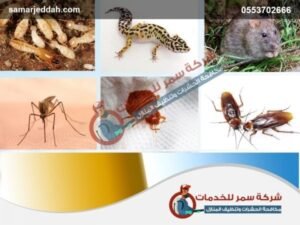 شركة مكافحه حشرات برابغ