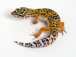 شركة مكافحة الوزغ برابغ