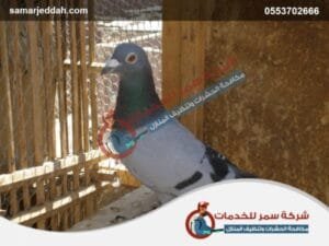 شركة مكافحة الحمام بجدة