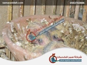 شركة مكافحة الحمام بجدة11