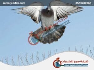 شركة مكافحة الحمام بجدة