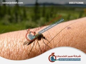 شركة مكافحة الناموس بجدة