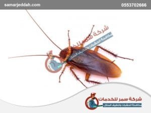 القضاء على الصراصير