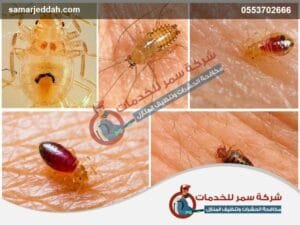 بق الفراش