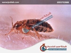 بق الفراش 6