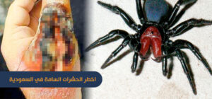 اخطر الحشرات السامة في السعوديه
