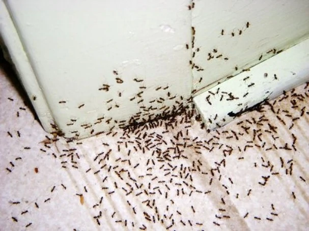 كيفية مكافحة النمل