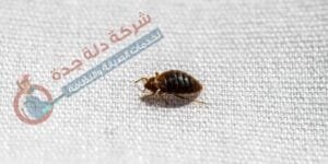 حشرات الفراش 1