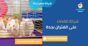 شركة للقضاء على الفئران بجدة