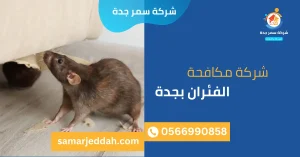 شركة مكافحة الفئران بجدة