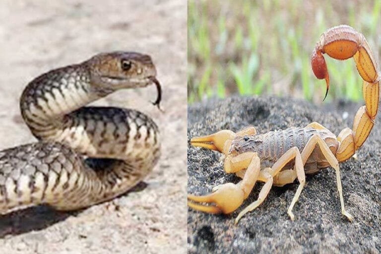 شركة مكافحة الثعابين والعقارب بجدة