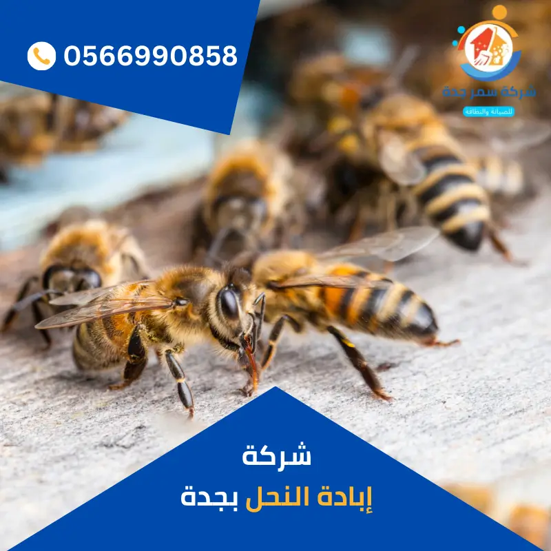 شركة مكافحة النحل بجدة 3 شركة إبادة النحل بجدة