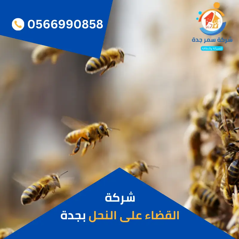 شركة مكافحة النحل بجدة 4 شركة القضاء على النحل بجدة