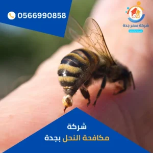 شركة مكافحة النحل بجدة
