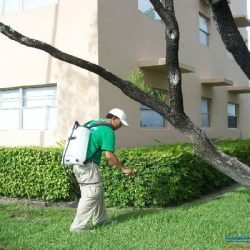 شركة-سمر-لمكافحة-الحشرات